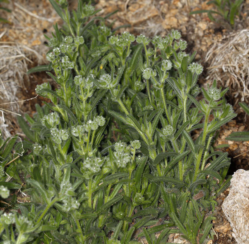 Image of Cryptantha barbigera var. barbigera