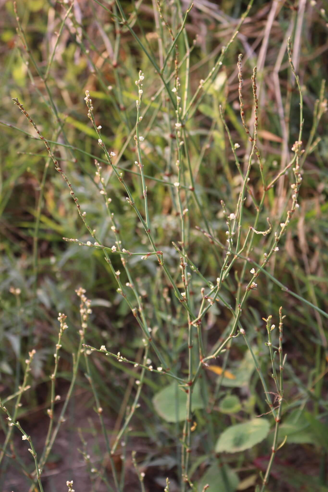 Image of bushy knotweed