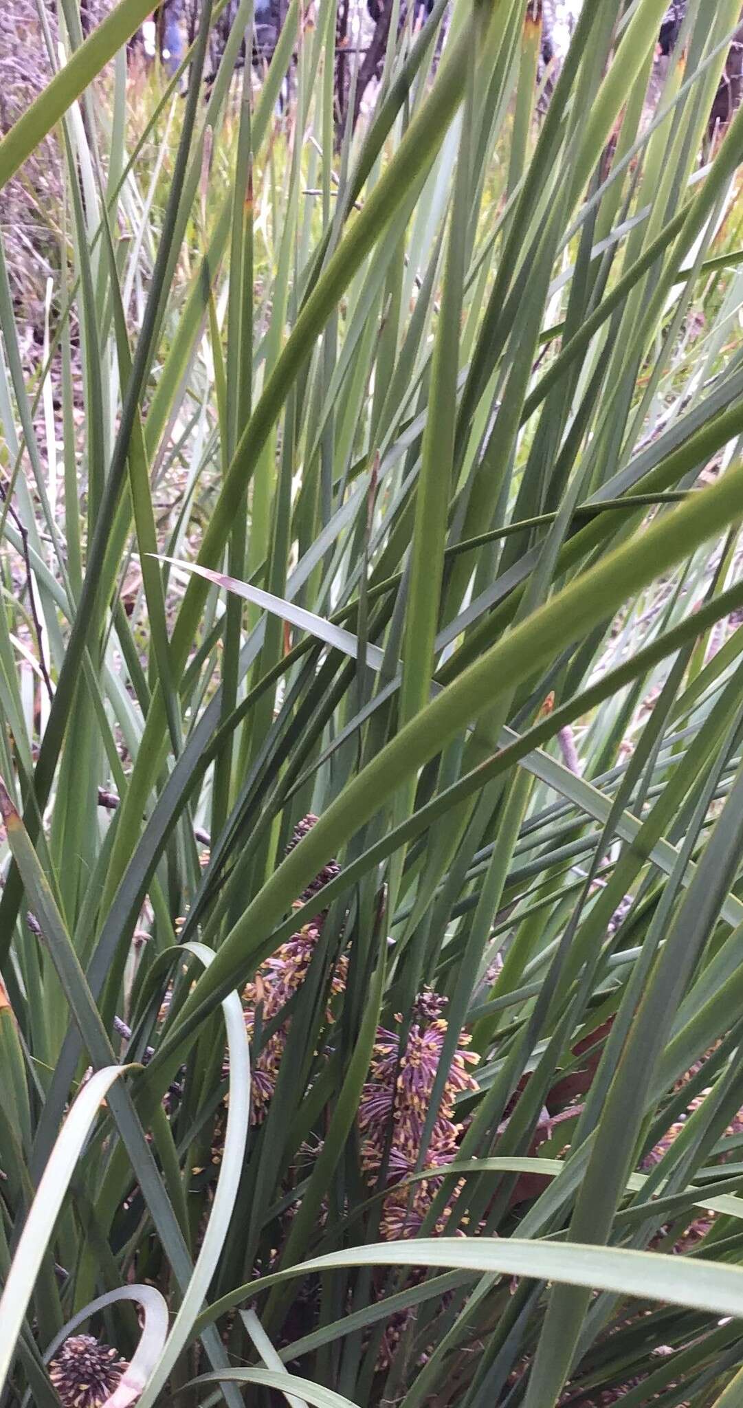 Image of Lomandra multiflora subsp. multiflora