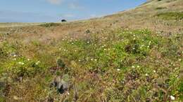 صورة Calystegia macrostegia subsp. amplissima R. K. Brummitt