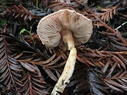 Image of Lepiota rhodophylla Vellinga 2006