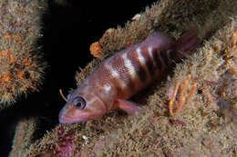 Image of redbanded perch