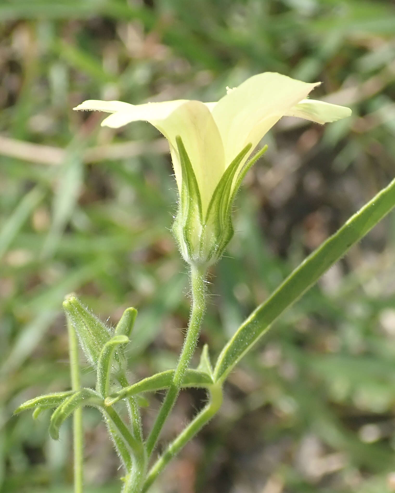 Image of Hibiscus sidiformis Baill.