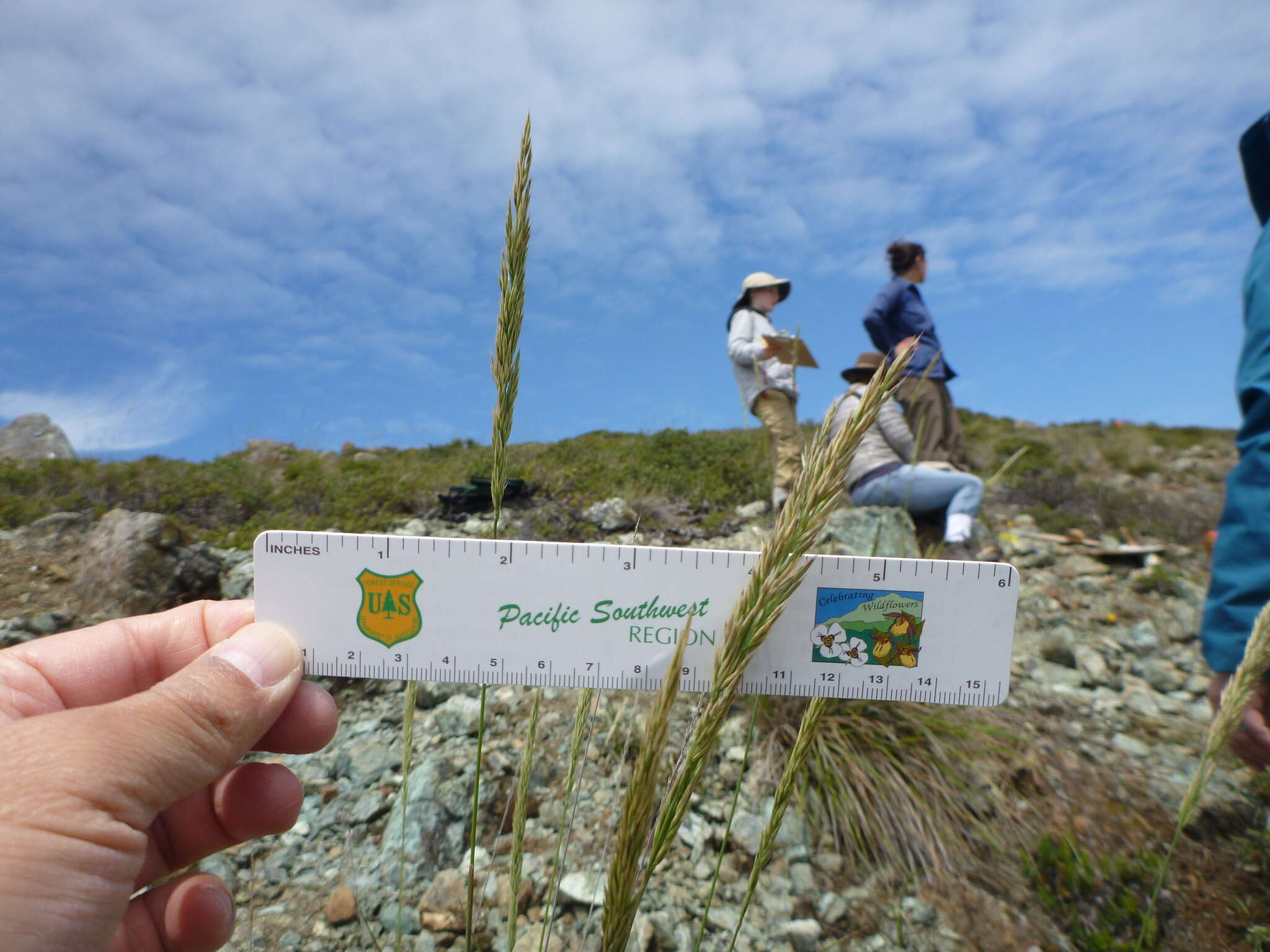 Image of serpentine reedgrass