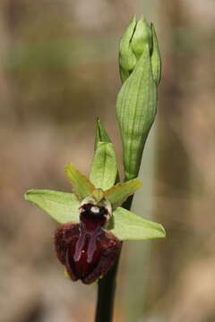 Image of Ophrys sphegodes subsp. atrata (Rchb. fil.) A. Bolòs