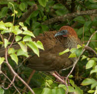 Ortalis motmot (Linnaeus 1766) resmi