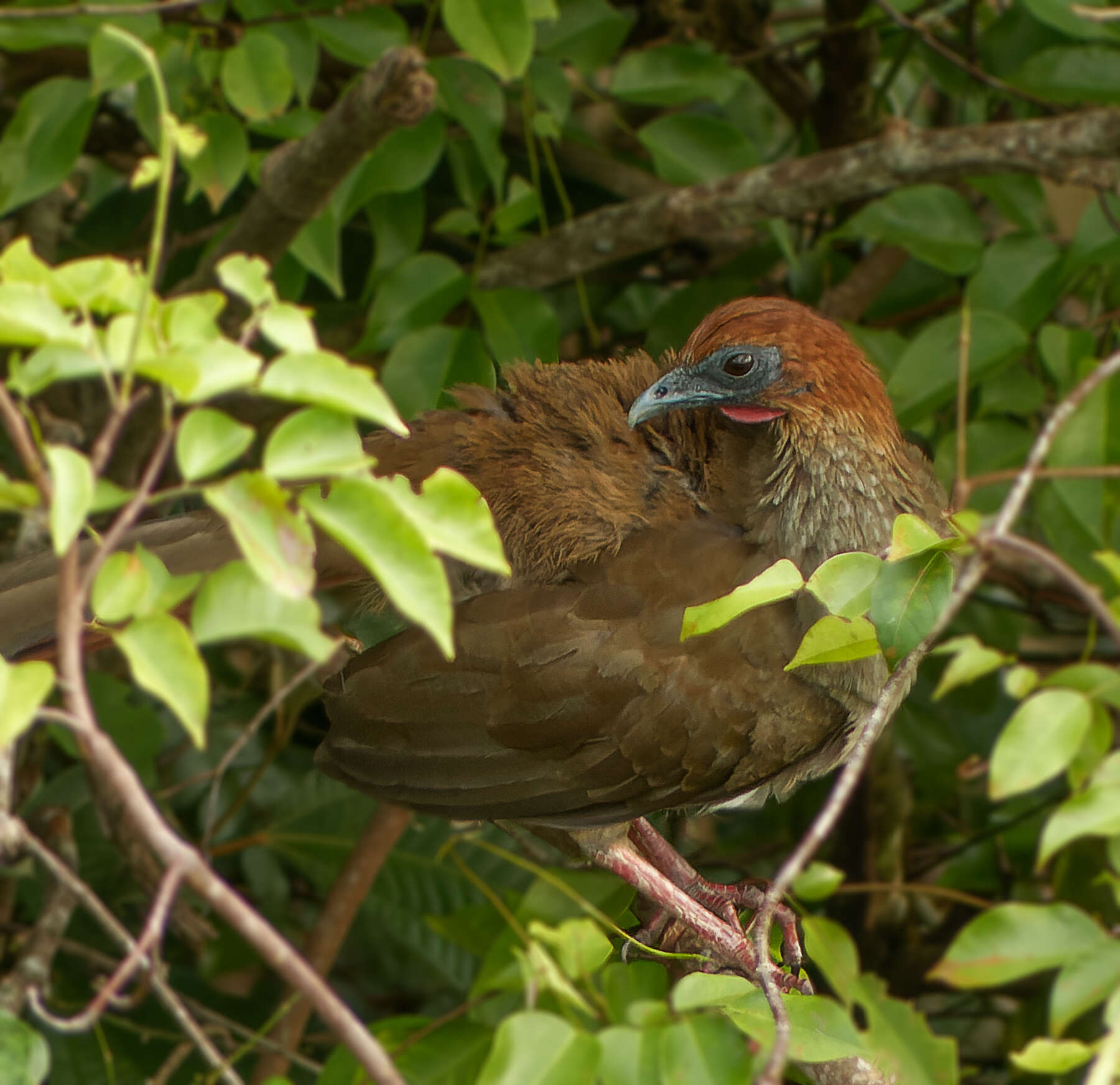 Image of Little Chachalaca