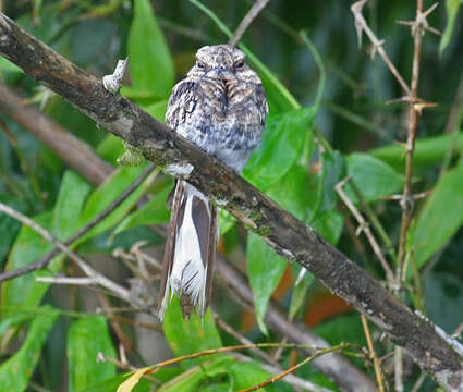 Image of Ladder-tailed Nightjar