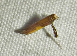 Image of Azalea leafminer