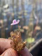 Utricularia benjaminiana Oliv.的圖片