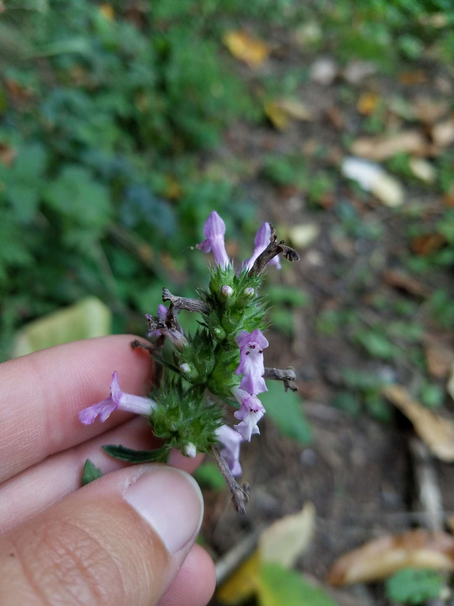 Betonica officinalis L. resmi