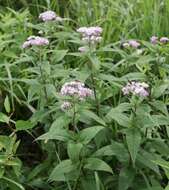 Plancia ëd Eupatorium glehnii F. Schmidt ex Trautv.