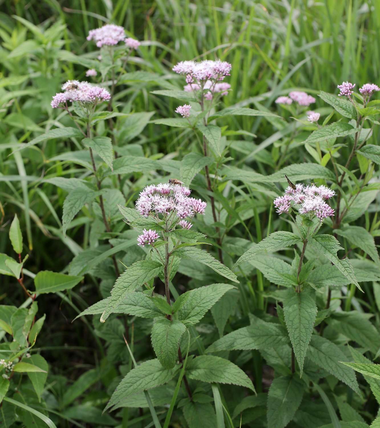 Eupatorium glehnii F. Schmidt ex Trautv.的圖片