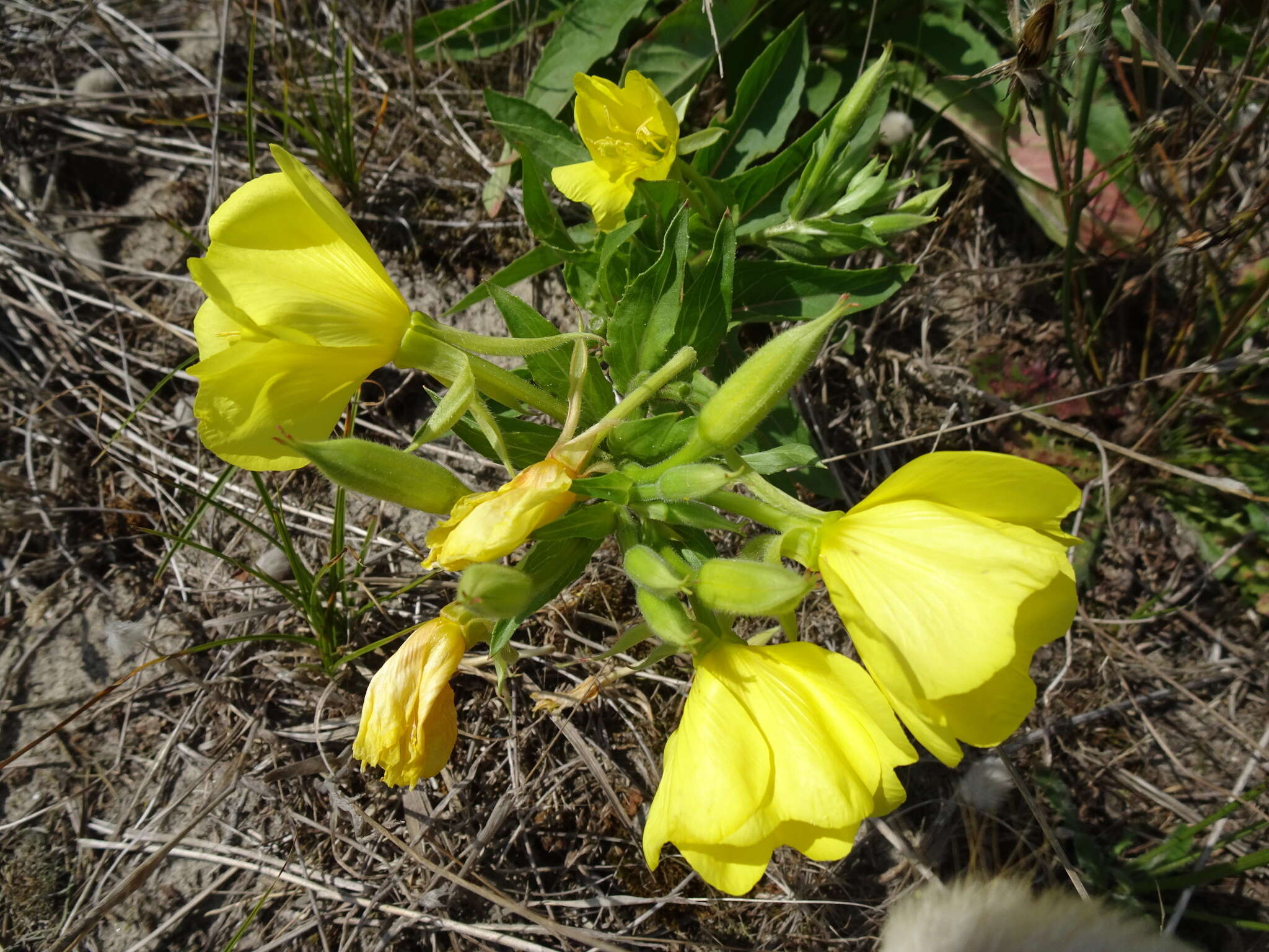 Plancia ëd Oenothera cambrica K. Rostanski