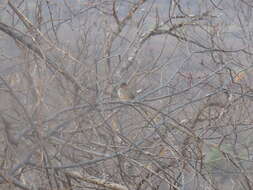 Image of Black-chested Sparrow