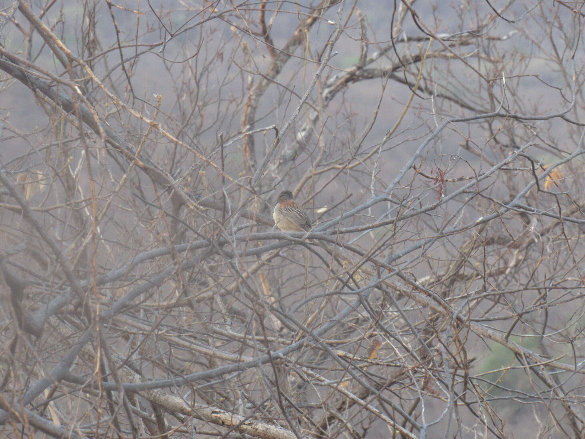 Image of Black-chested Sparrow