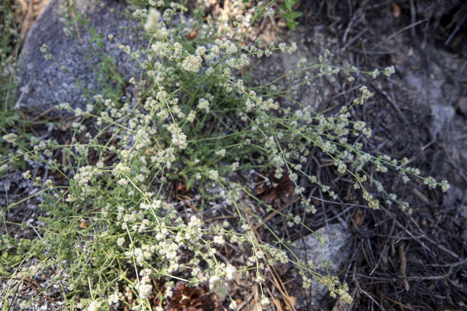 Sivun Galium parishii Hilend & J. T. Howell kuva