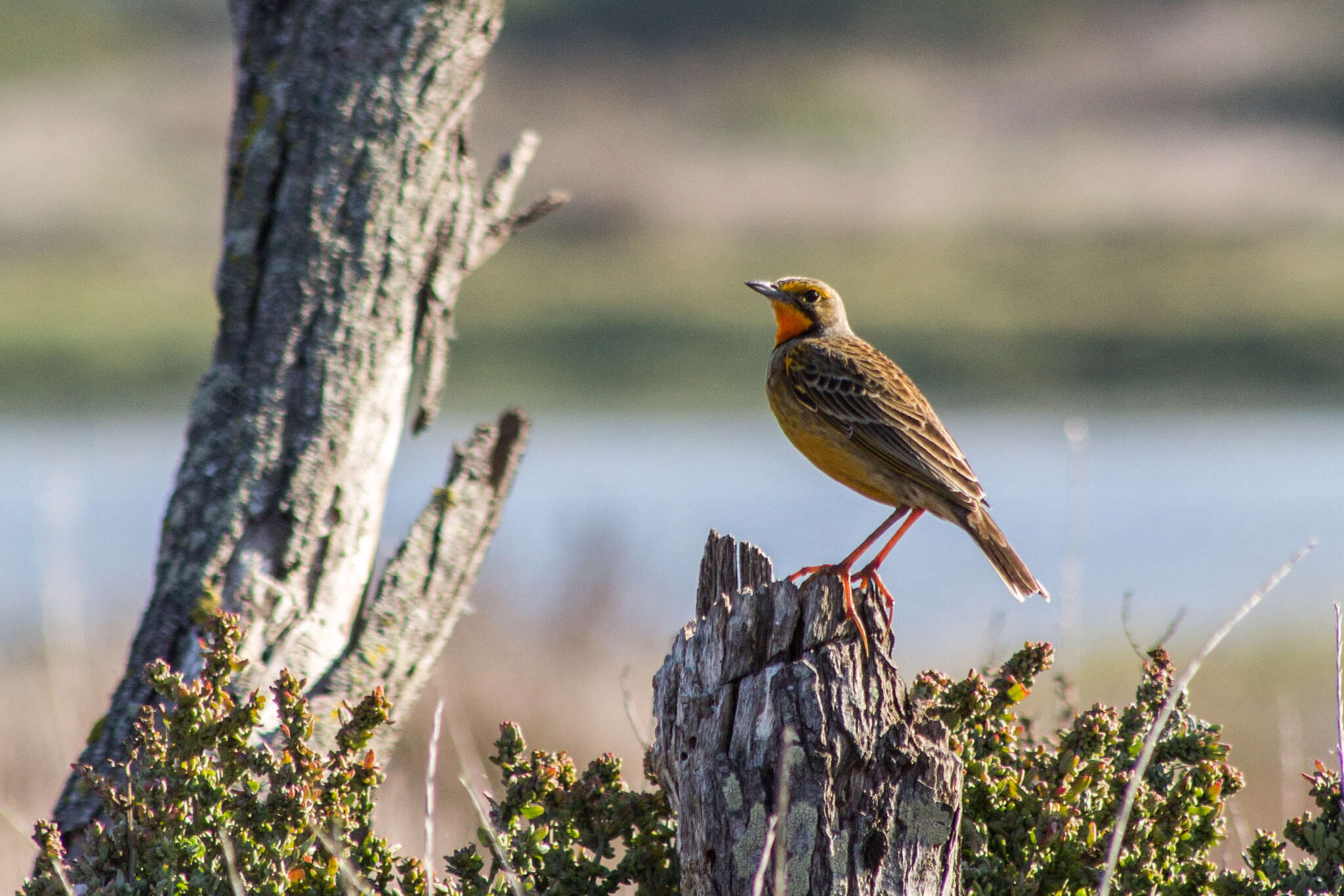 Image of Macronyx capensis capensis (Linnaeus 1766)