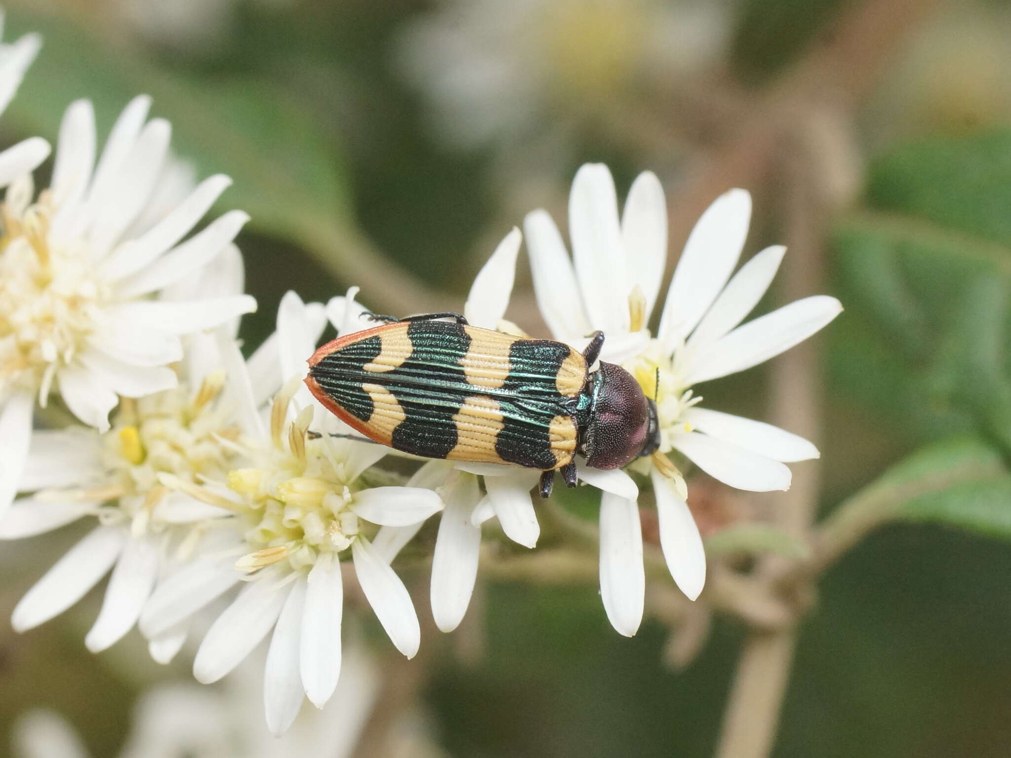 Image of Castiarina interstitialis (Carter 1931)