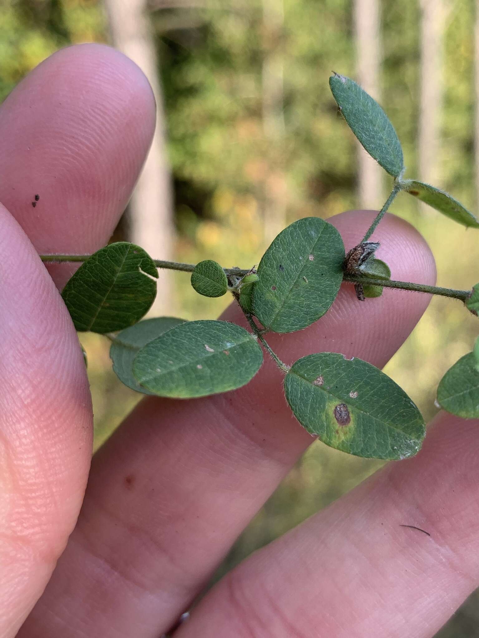 Image de Lespedeza repens (L.) W. P. C. Barton