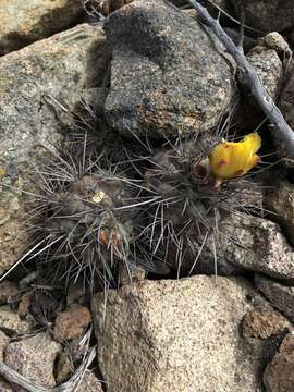 Image de Copiapoa humilis subsp. humilis