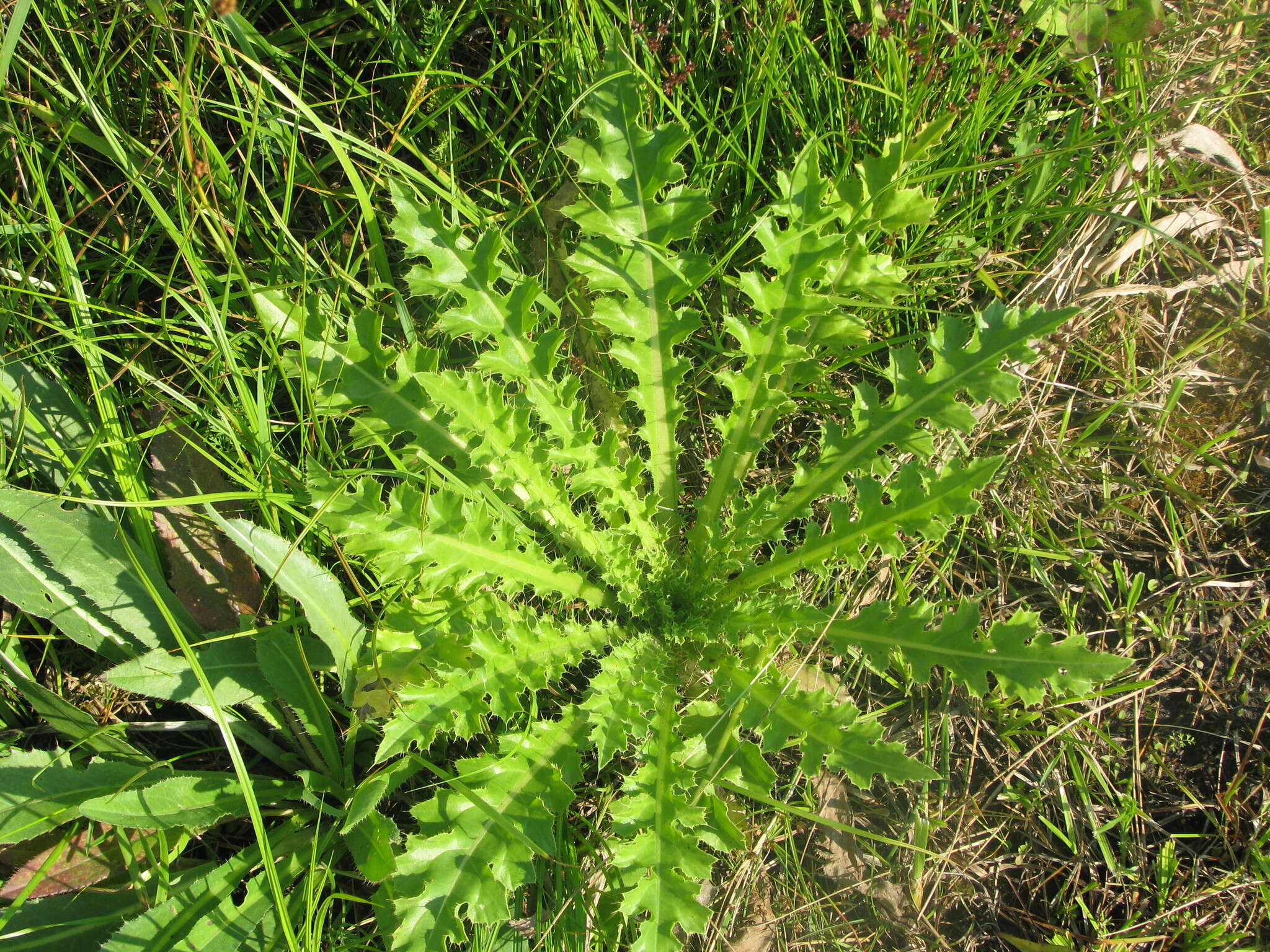 Plancia ëd Cirsium roseolum Z. S. Gorlacheva