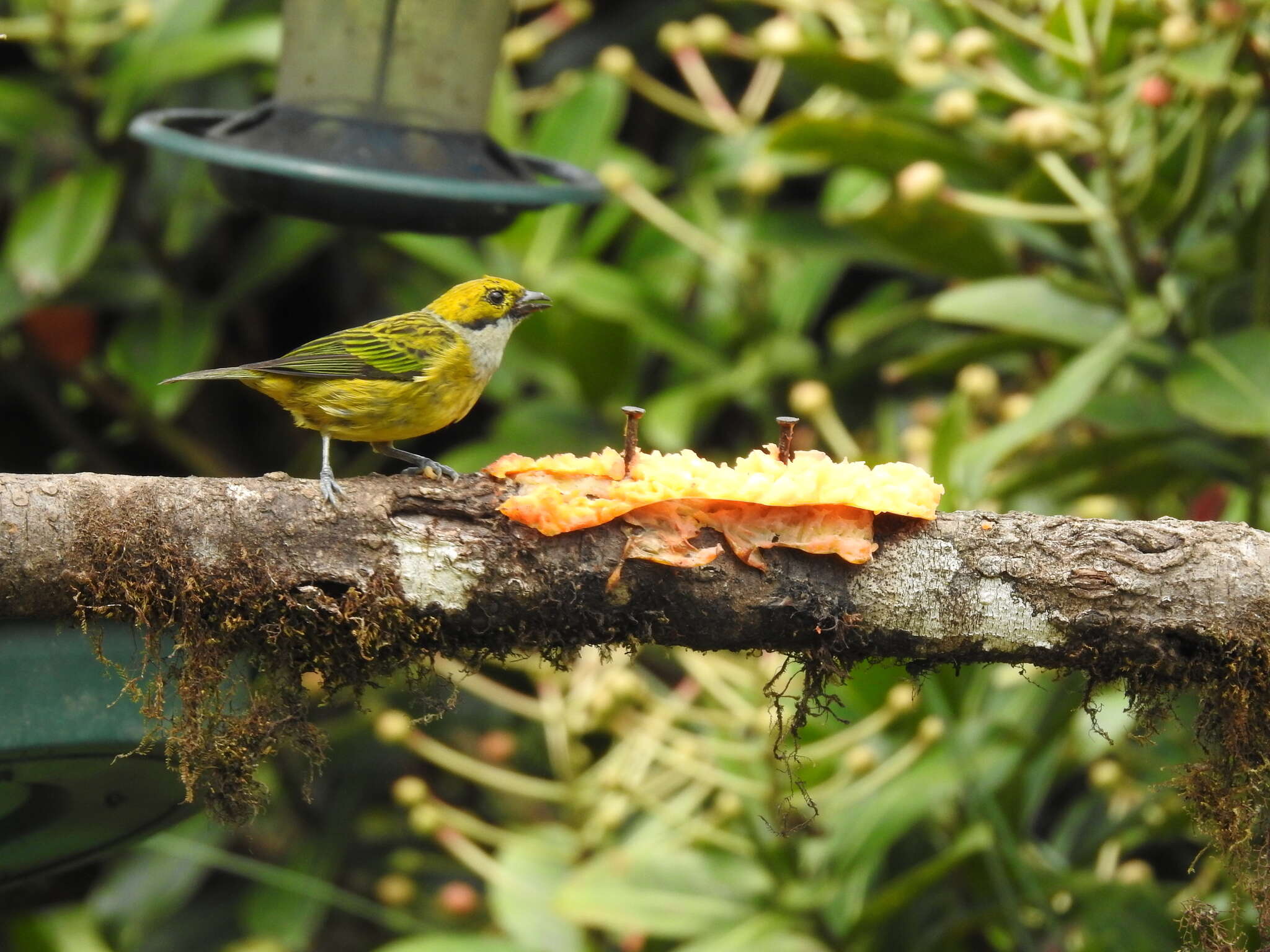 Image of Silver-throated Tanager