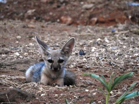 Image of Bengal Fox