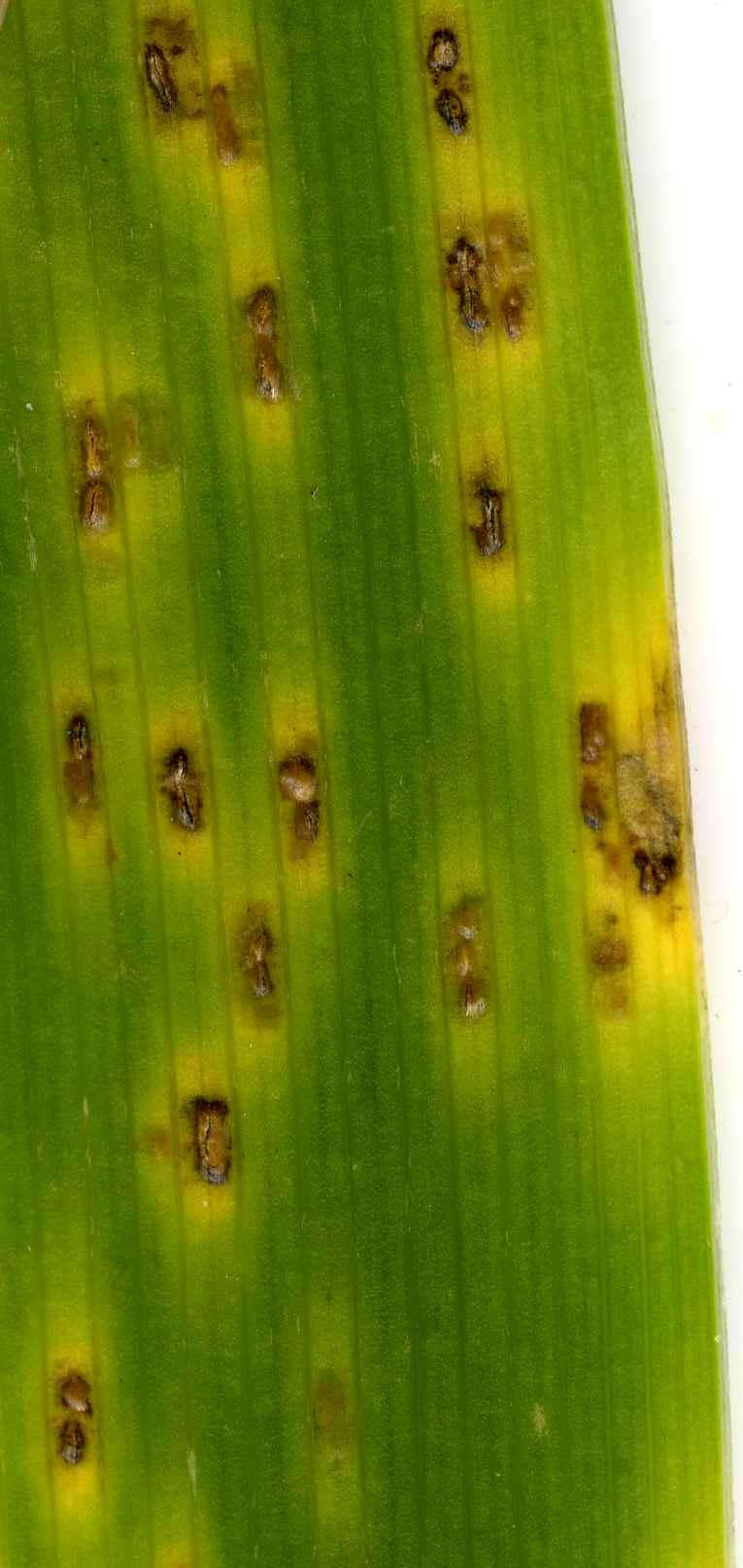 Image of Puccinia iridis Wallr. 1844