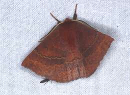 Anthela repleta (Walker 1855)的圖片