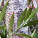 Image of Phyllanthus arbuscula (Sw.) J. F. Gmel.