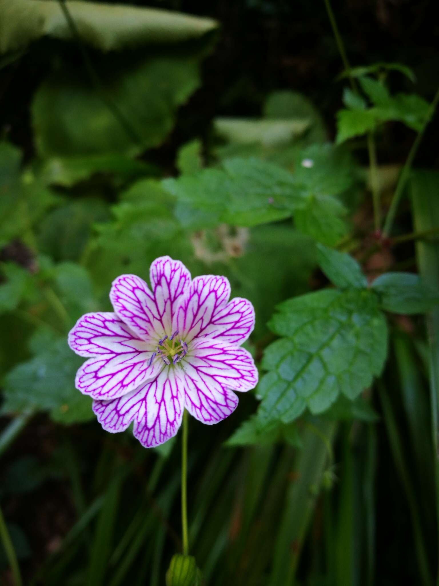 Image of Pencilled Crane's-bill