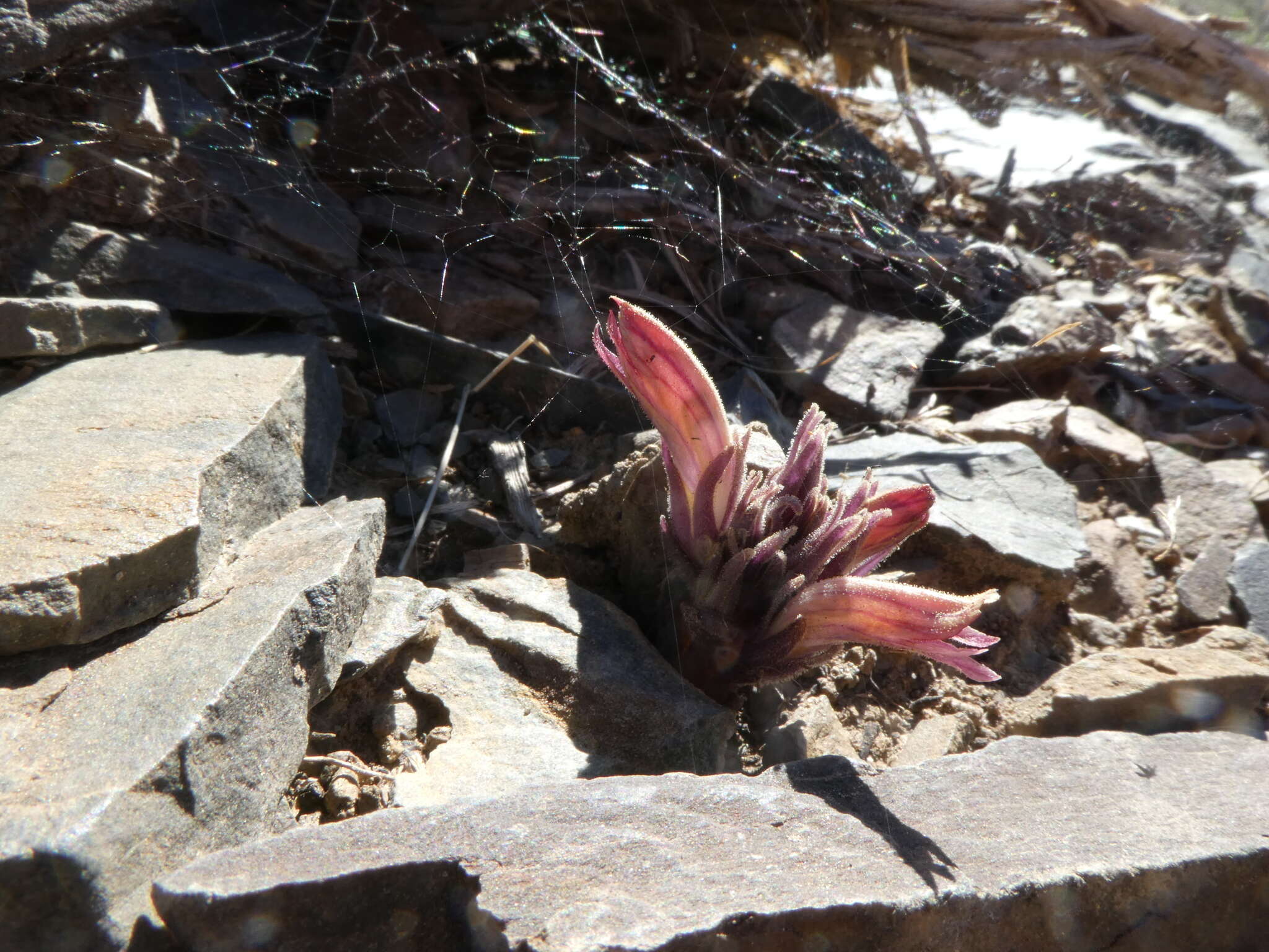 Image of Aphyllon corymbosum (Rydb.) A. C. Schneid.