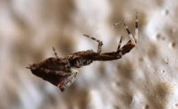 Image of Uloborus plumipes Lucas 1846