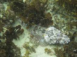 Image of Rock flathead