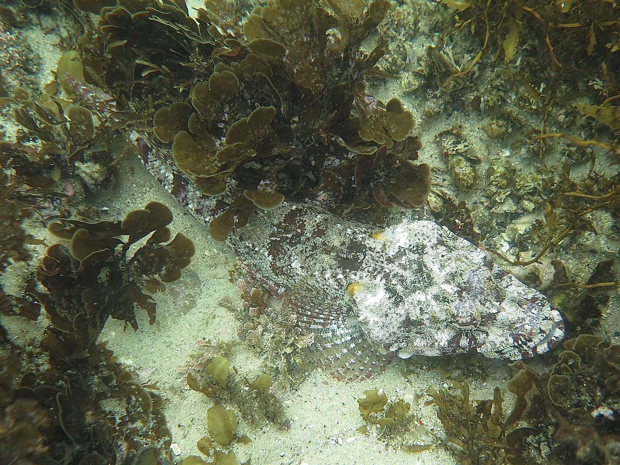 Image of Rock flathead