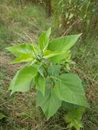 Sivun Hibiscus moscheutos subsp. lasiocarpos (Cav.) O. J. Blanch. kuva