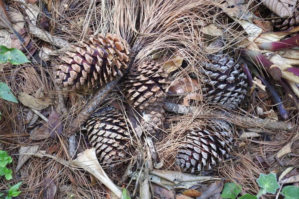 Image of Montezuma Pine