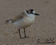 Sivun Charadrius marginatus mechowi (Cabanis 1884) kuva