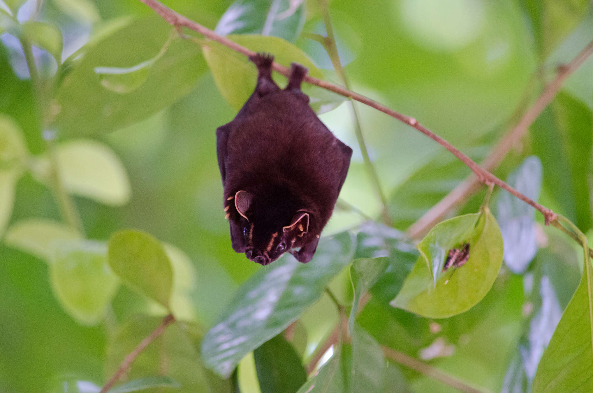 Image of Velvety Fruit-eating Bat