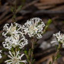 Image of Pimelea phylicoides Meissn.