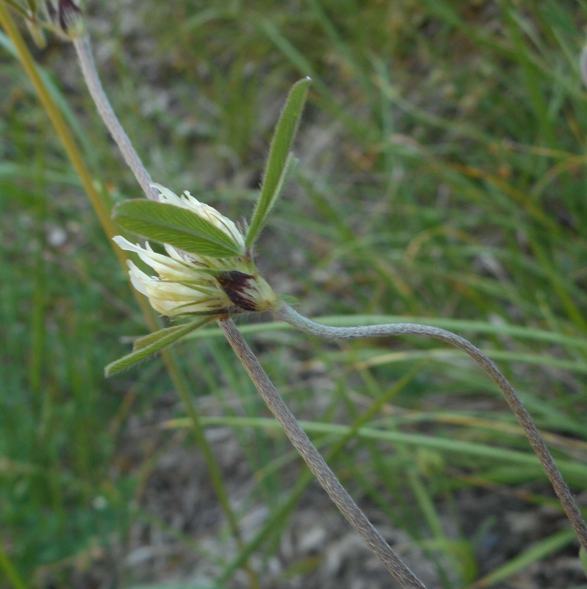 Image of Trifolium ochroleucon var. ochroleucon