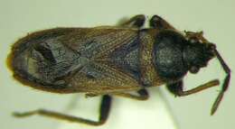 Image of Pezocoris apicimacula