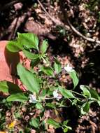 Image de Pseuderanthemum tenellum (Benth.) Radlk.