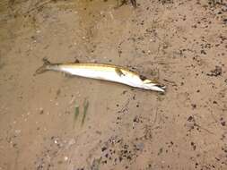 Image of Australian barracuda