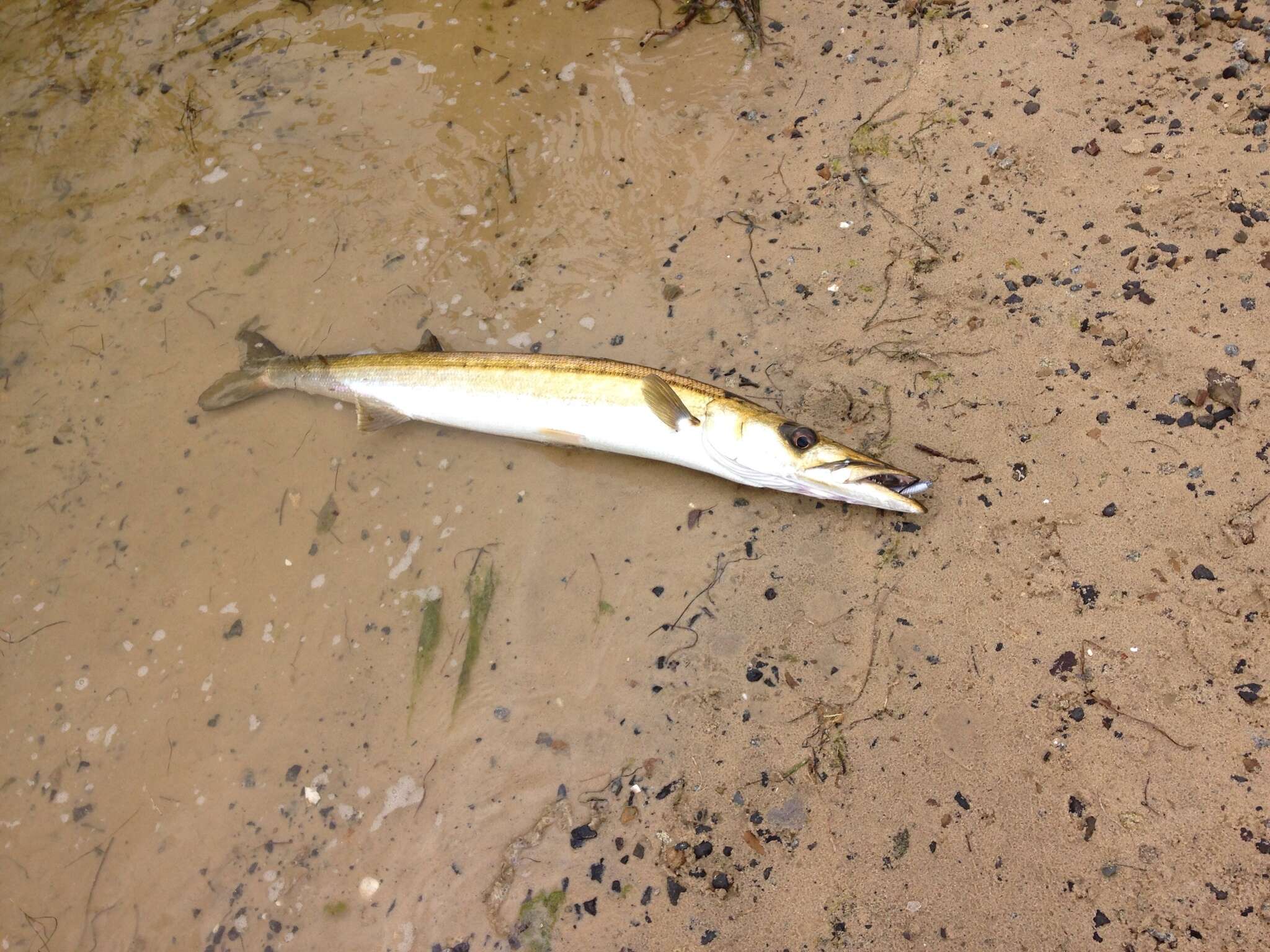 Image of Australian barracuda