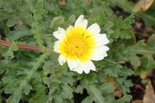 Слика од Glebionis coronaria (L.) N. N. Tzvel.