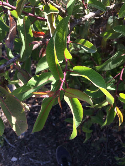 Image of laurel sumac