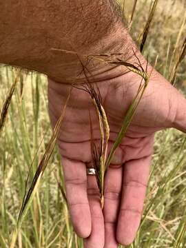 Слика од Heteropogon