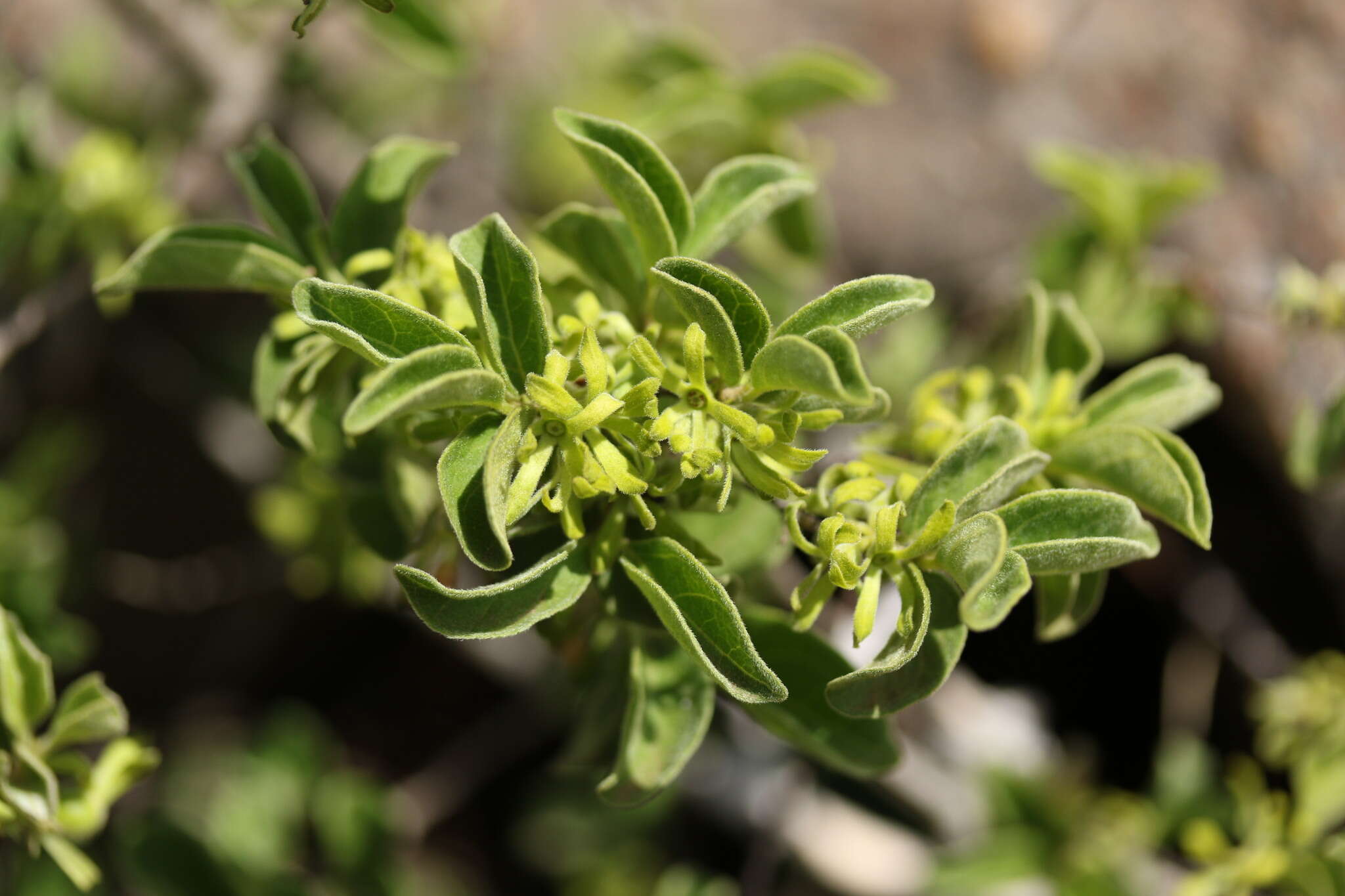 Vangueria macrocalyx Sond. resmi